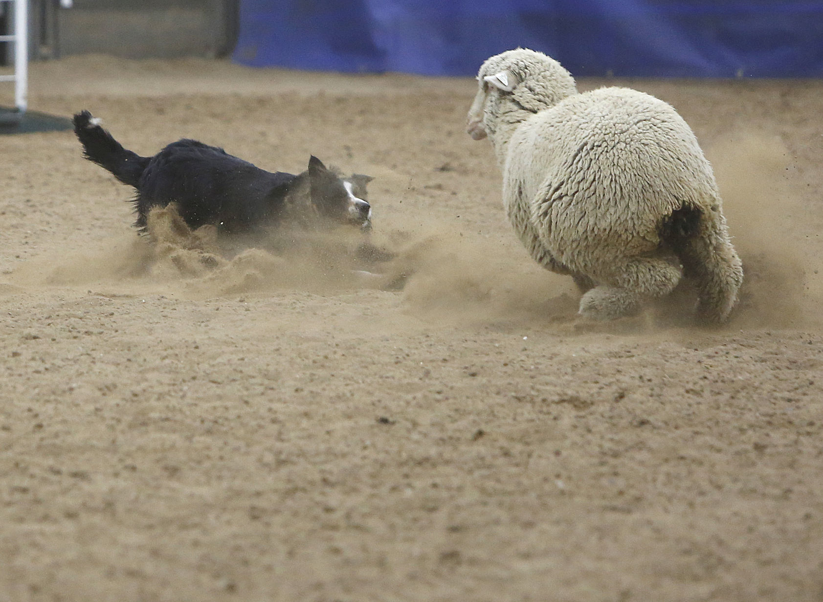 020218-nws-sheep013.JPG